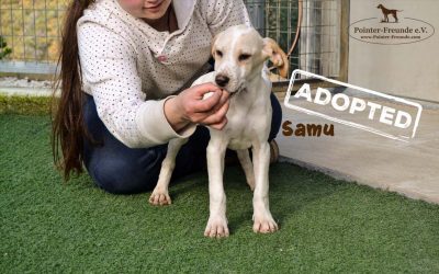 SAMU, Pointer-Mix, born 02.11.2018