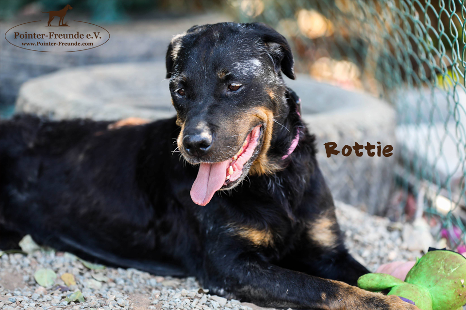 ROTTIE, Rottweiler, born 2011