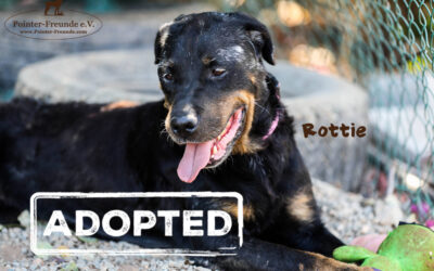 ROTTIE, Rottweiler, geb. 2011