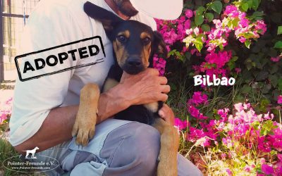 BILBAO, German shepherd mix, born. 03/2019