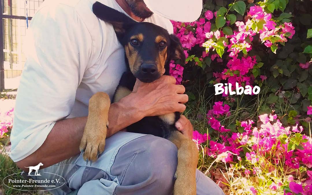 BILBAO, Schäferhund-Mix, geb. 03/2019