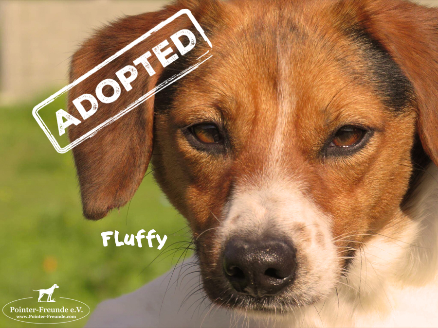 FLUFFY, Beagle-Terrier Mix, born 10/2018